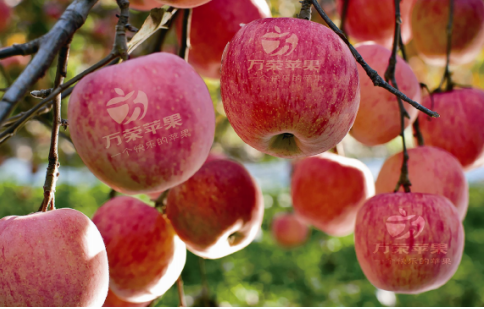 依托蘋果和香菇兩大特色優勢產業，萬榮縣積極申創國家農業現代化示范區